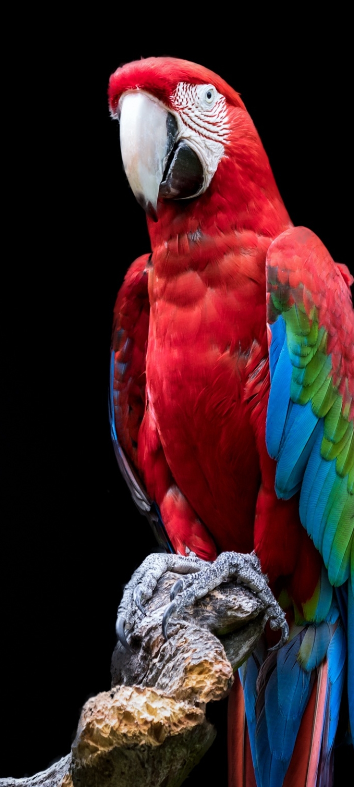 Red-and-green Macaw Portrait by Gerry