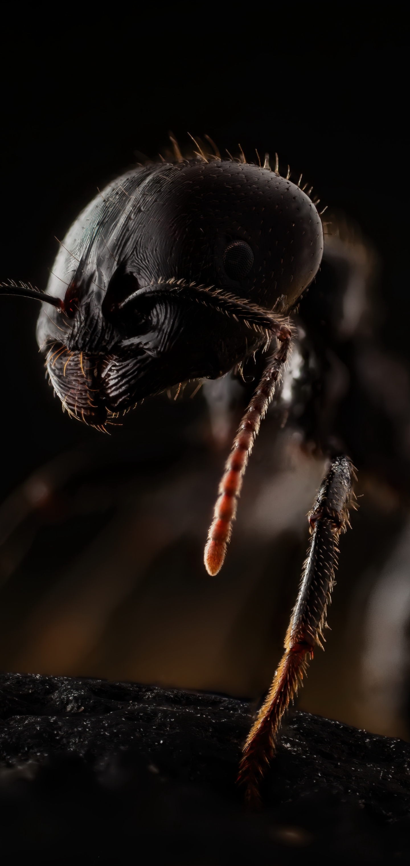 Ant Phone Wallpaper
