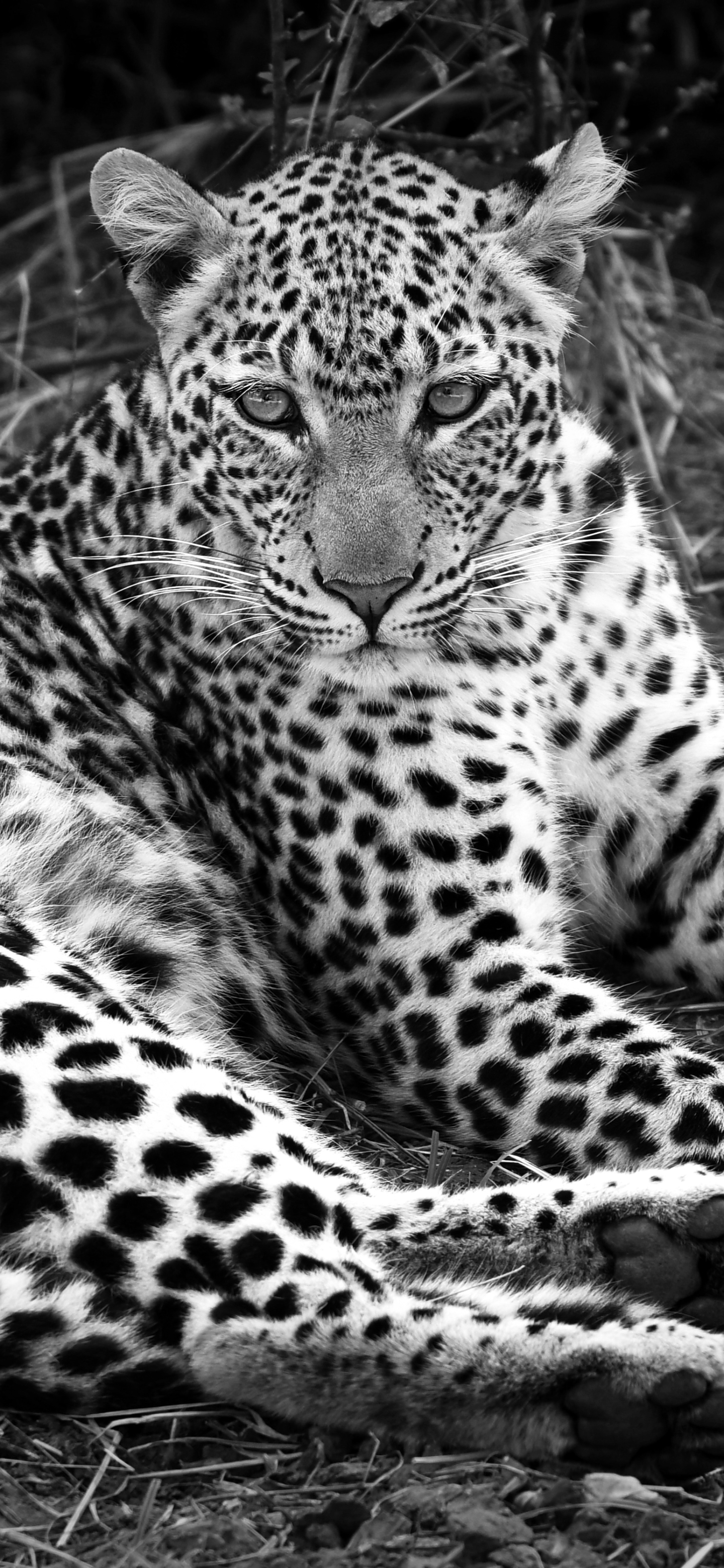 Young female leopard, Zambia