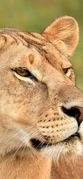  Lioness - Maasai Mara, Kenya