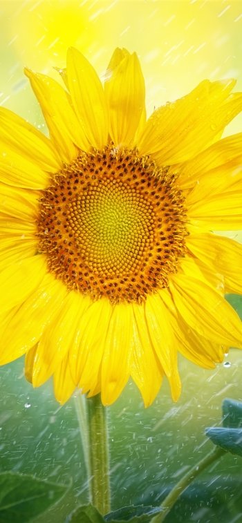 yellow flower nature sunflower Phone Wallpaper