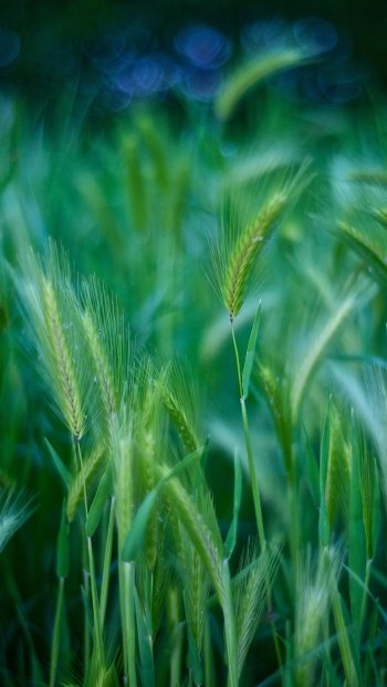 nature wheat Phone Wallpaper