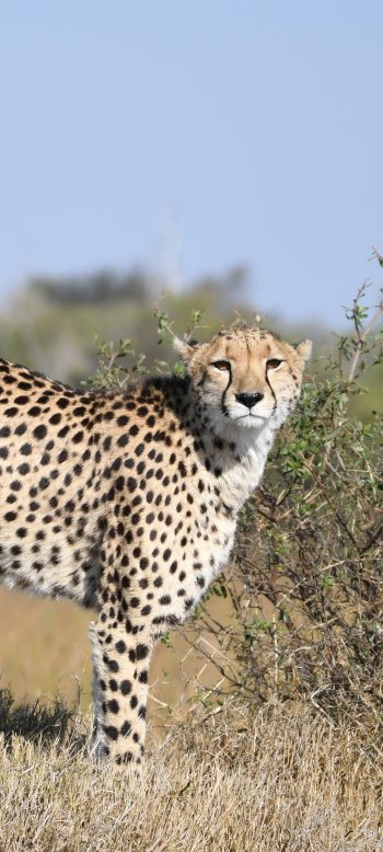  Cheetah - Botswana