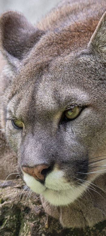 Animal cougar Phone Wallpaper