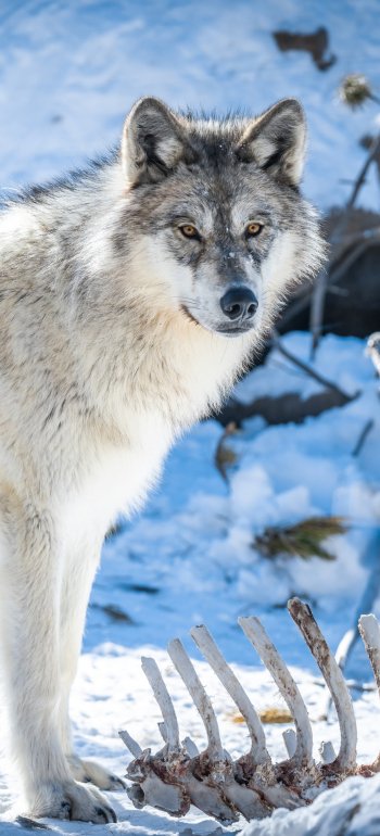 Animal wolf Phone Wallpaper