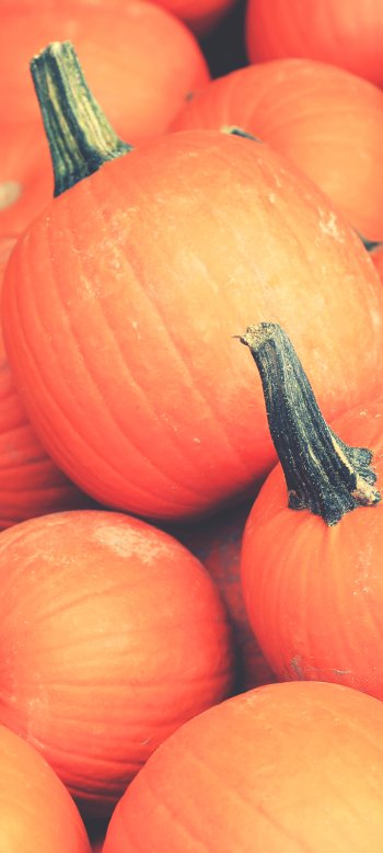food pumpkin Phone Wallpaper