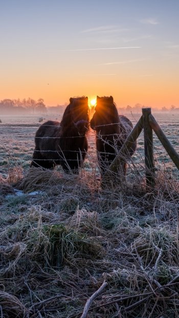 sunrise Animal horse Phone Wallpaper