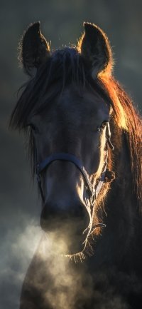 GREENBRIER INTERNATIONAL HORSE 5.5” by 7.” FIGURE TOY With Brush  "Smokey" | eBay