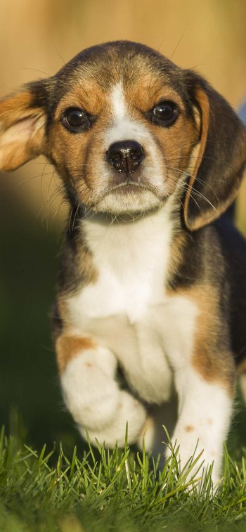 puppy dog Animal beagle Phone Wallpaper