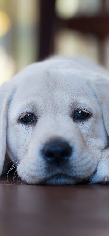 puppy dog Animal Labrador Retriever Phone Wallpaper