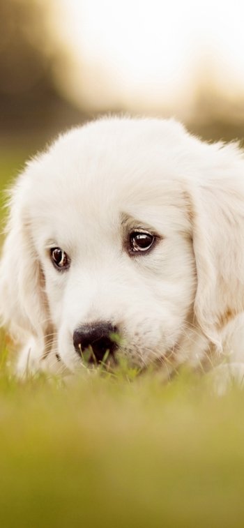  Yellow labrador puppy looking cute in a field of grass