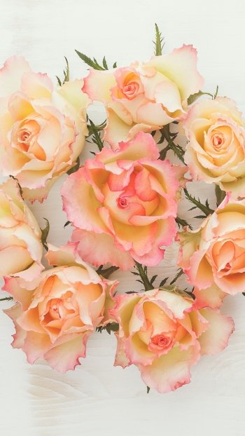 rose man made flower Phone Wallpaper