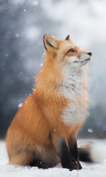 Animal fox Phone Wallpaper