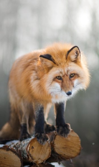 depth of field Animal fox Phone Wallpaper