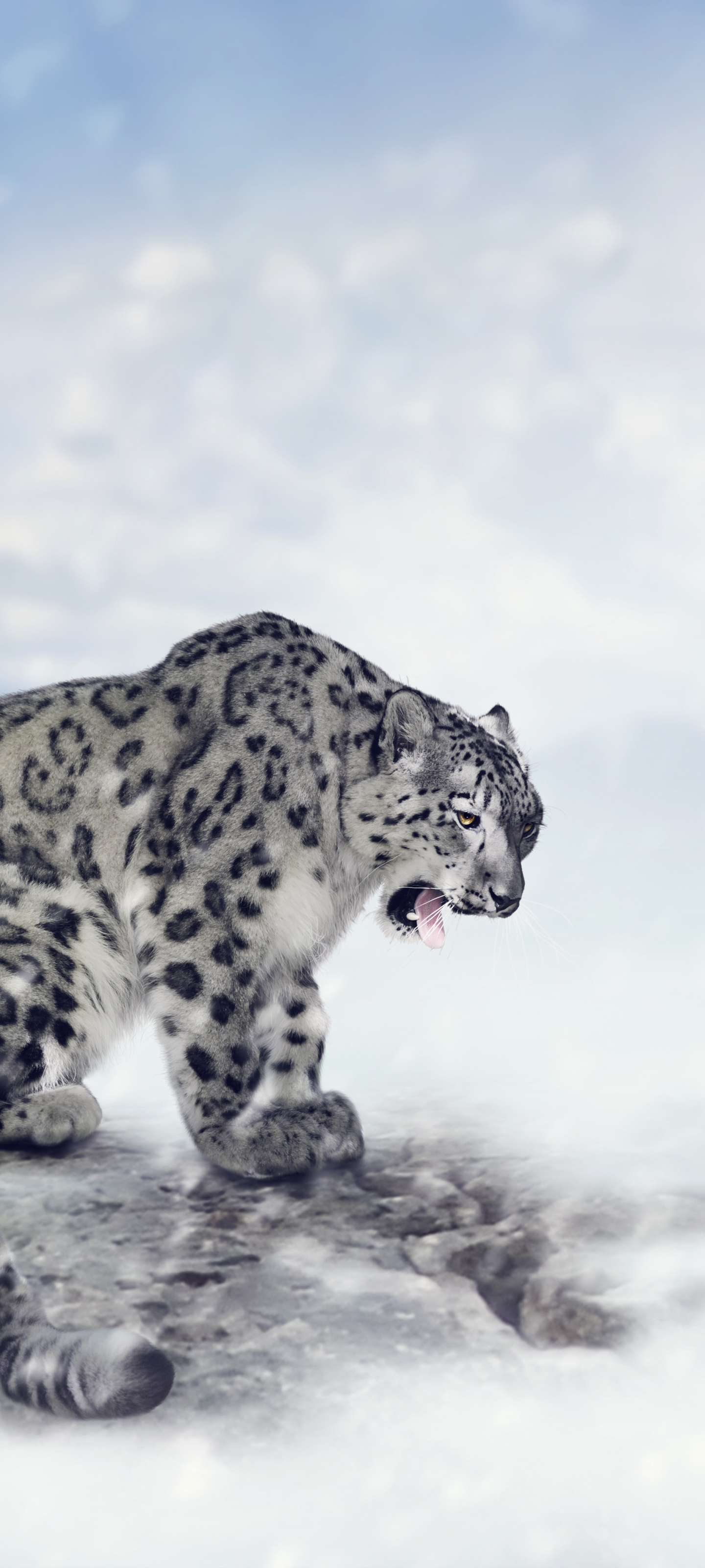 snow leopard wallpaper