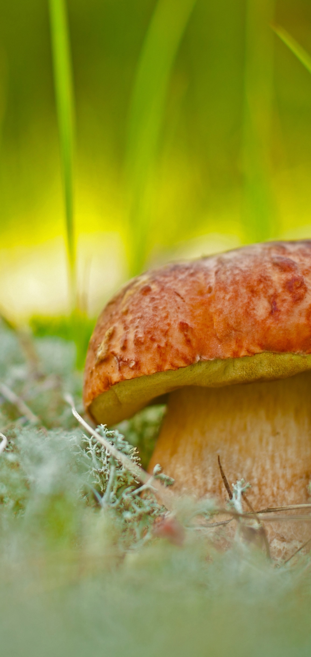 A Porcini mushroom by Vnosokin