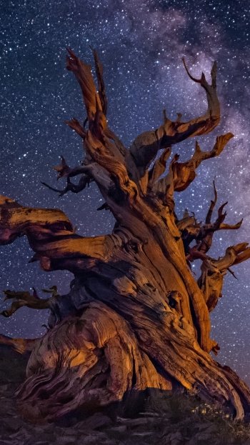 night nature tree Phone Wallpaper