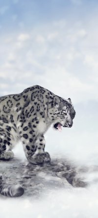 snow leopard iphone wallpaper