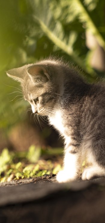 baby animal kitten Animal cat Phone Wallpaper