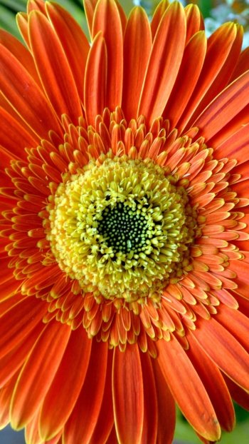  Orange Gerbera
