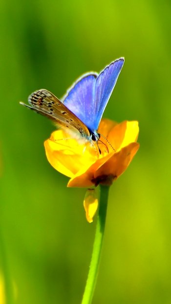 insect yellow flower flower Animal butterfly Phone Wallpaper