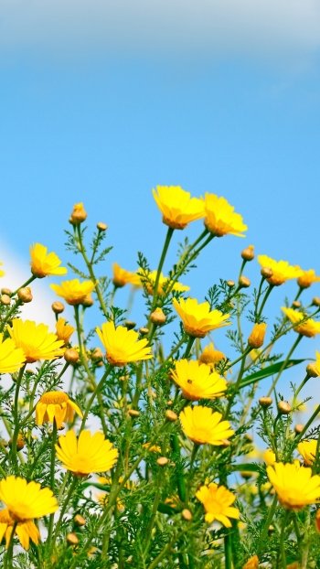  Yellow Flowers