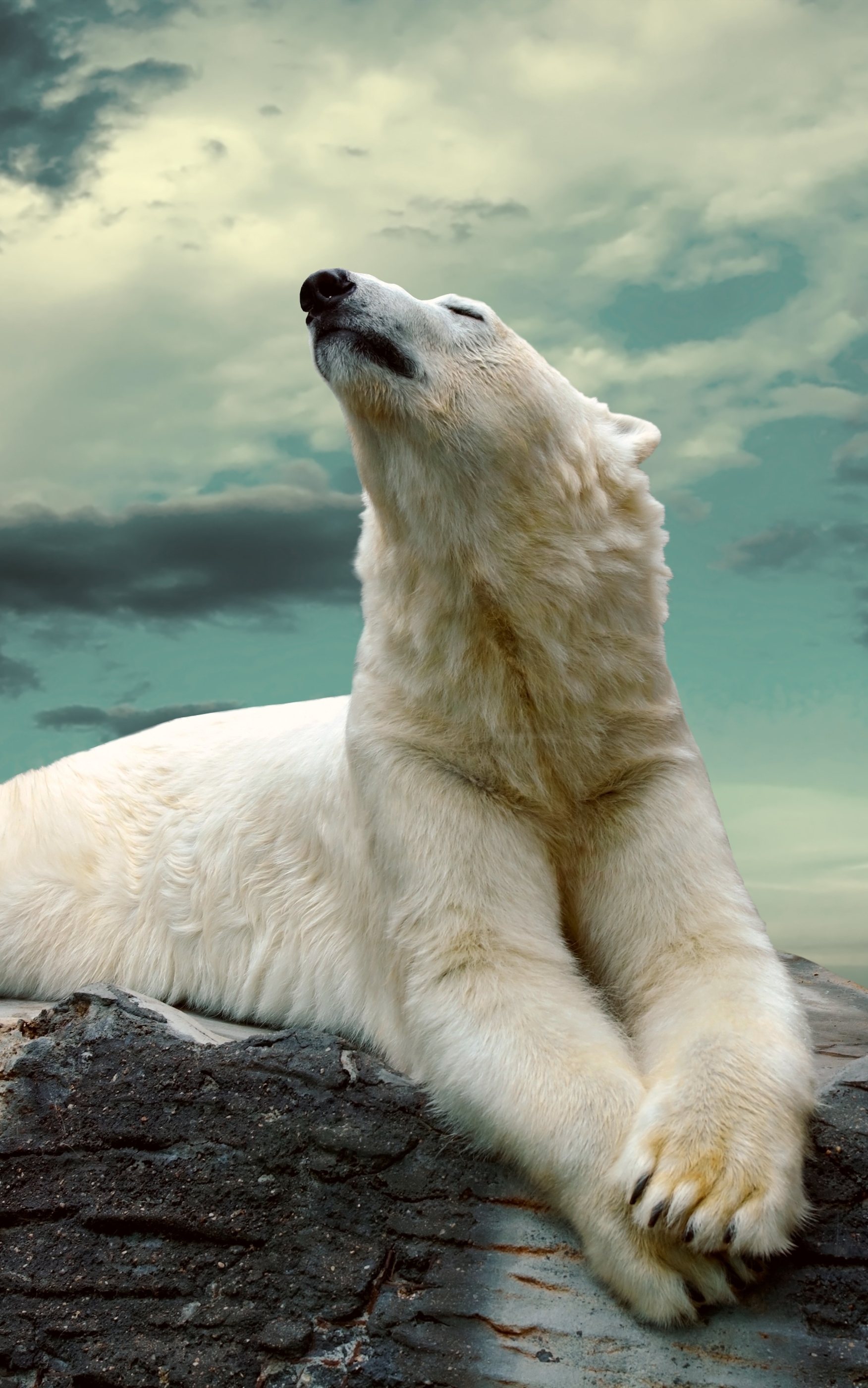 Polar Bear Phone Wallpaper