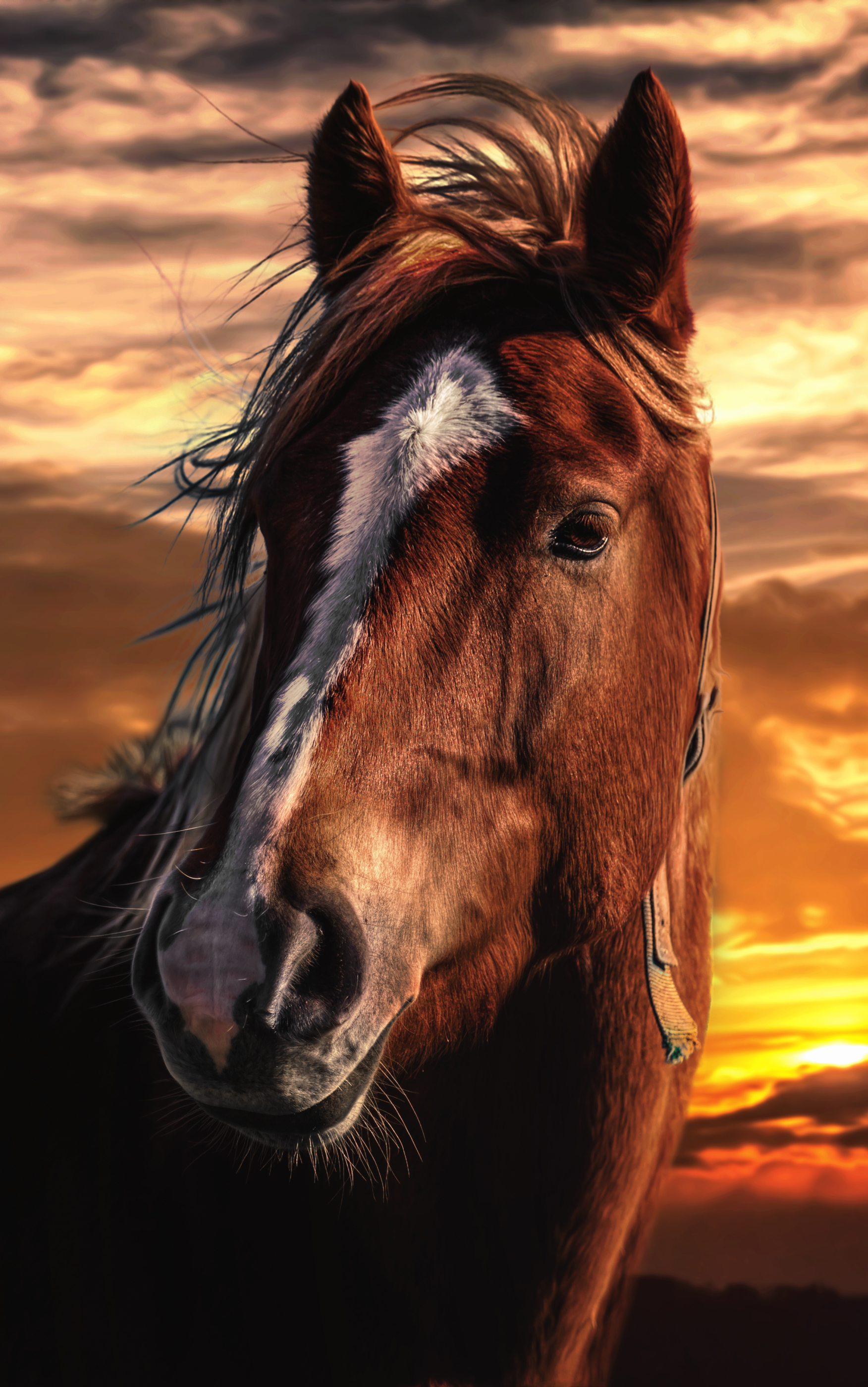 Close Up of Horse by Chris Frank