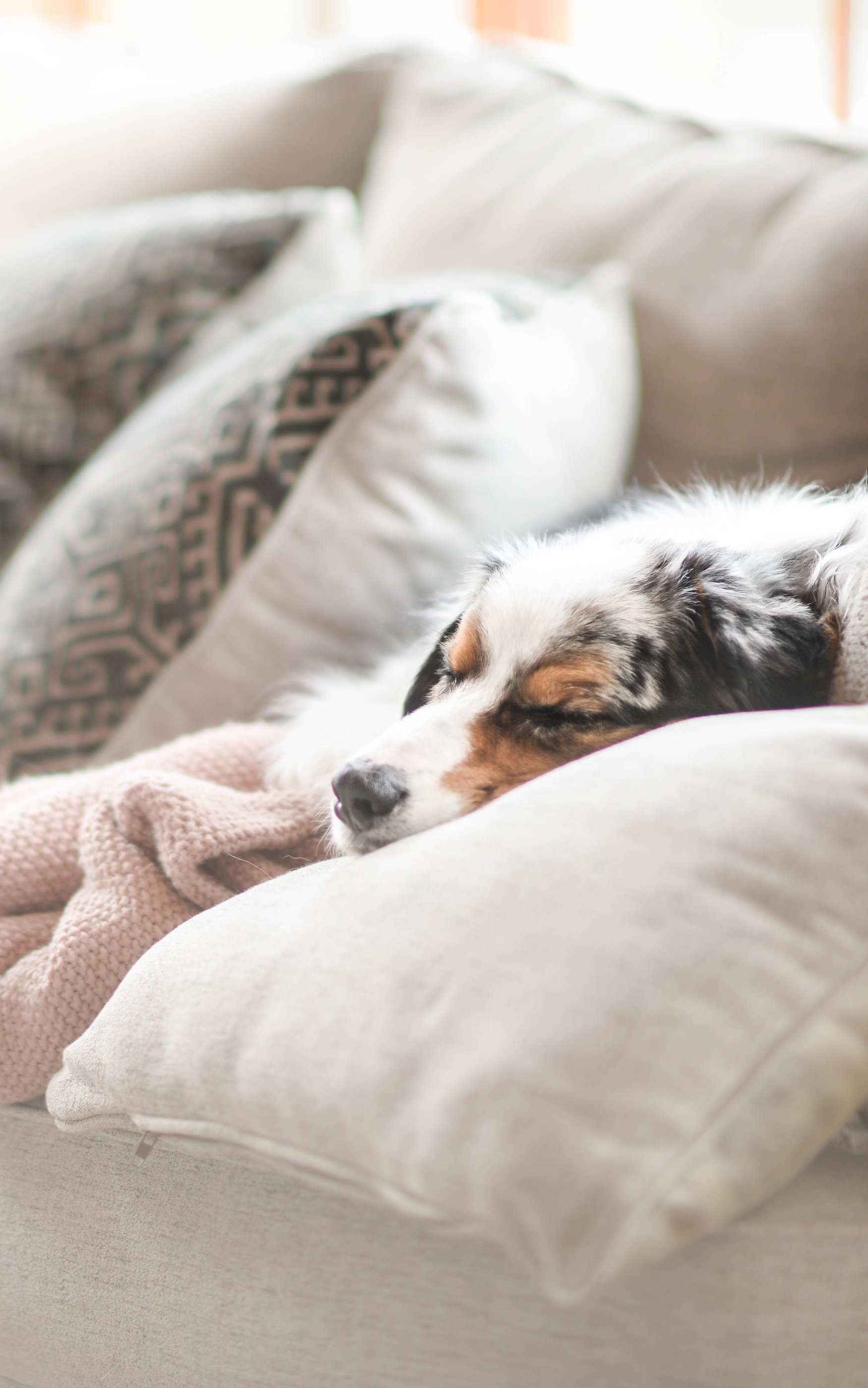 Cozy dog sleeping on a couch