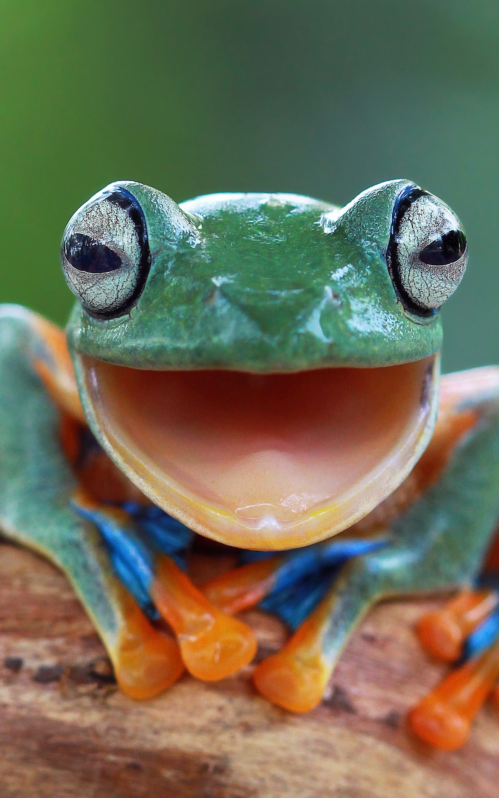 Frog Phone Wallpaper