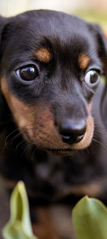 puppy dog Animal dachshund Phone Wallpaper