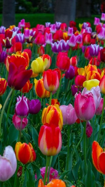 Colorful Tulips