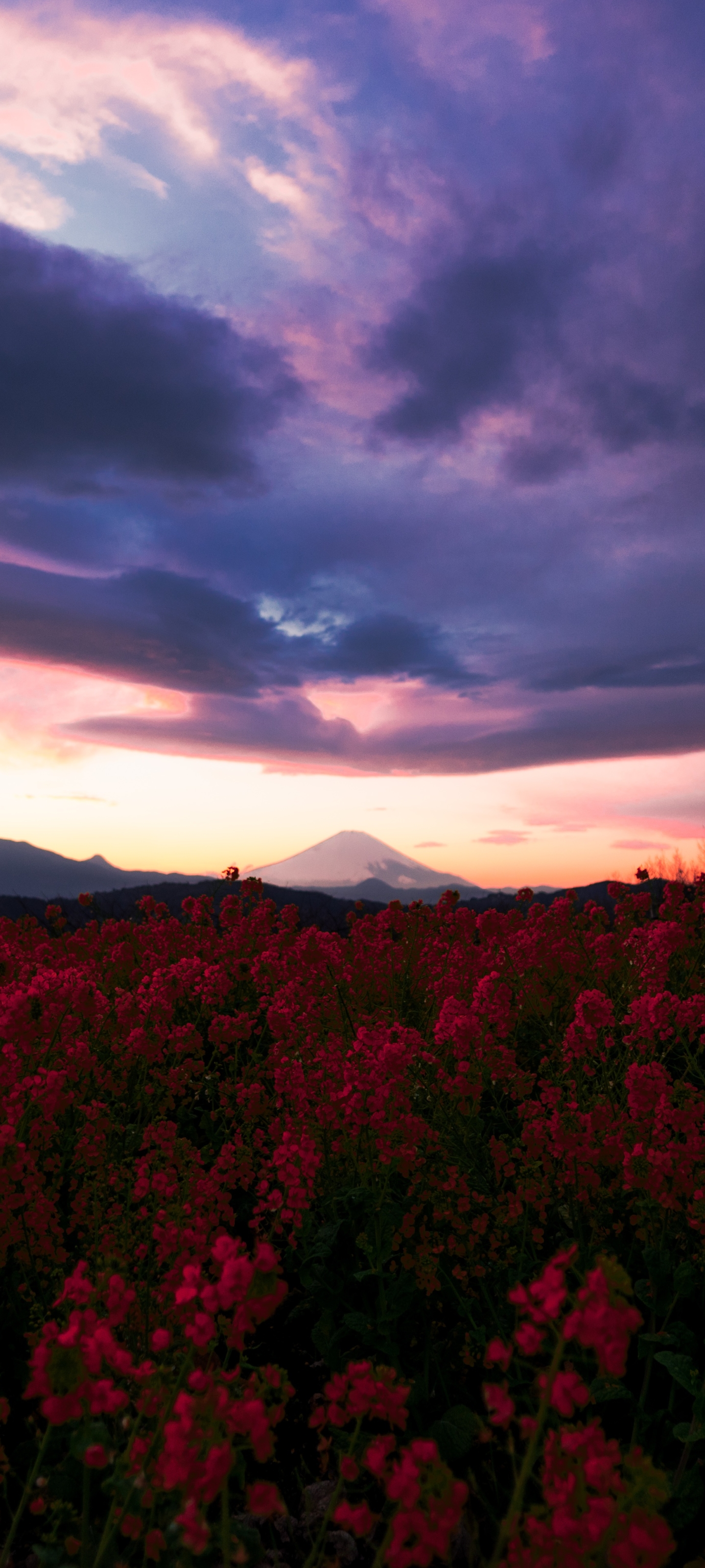 Red Flowers & Clouds Aesthetic Wallpapers - Flowers Wallpapers