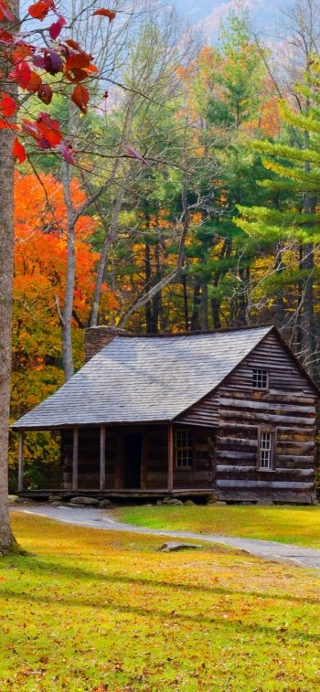  Cabin in Autumn Forest