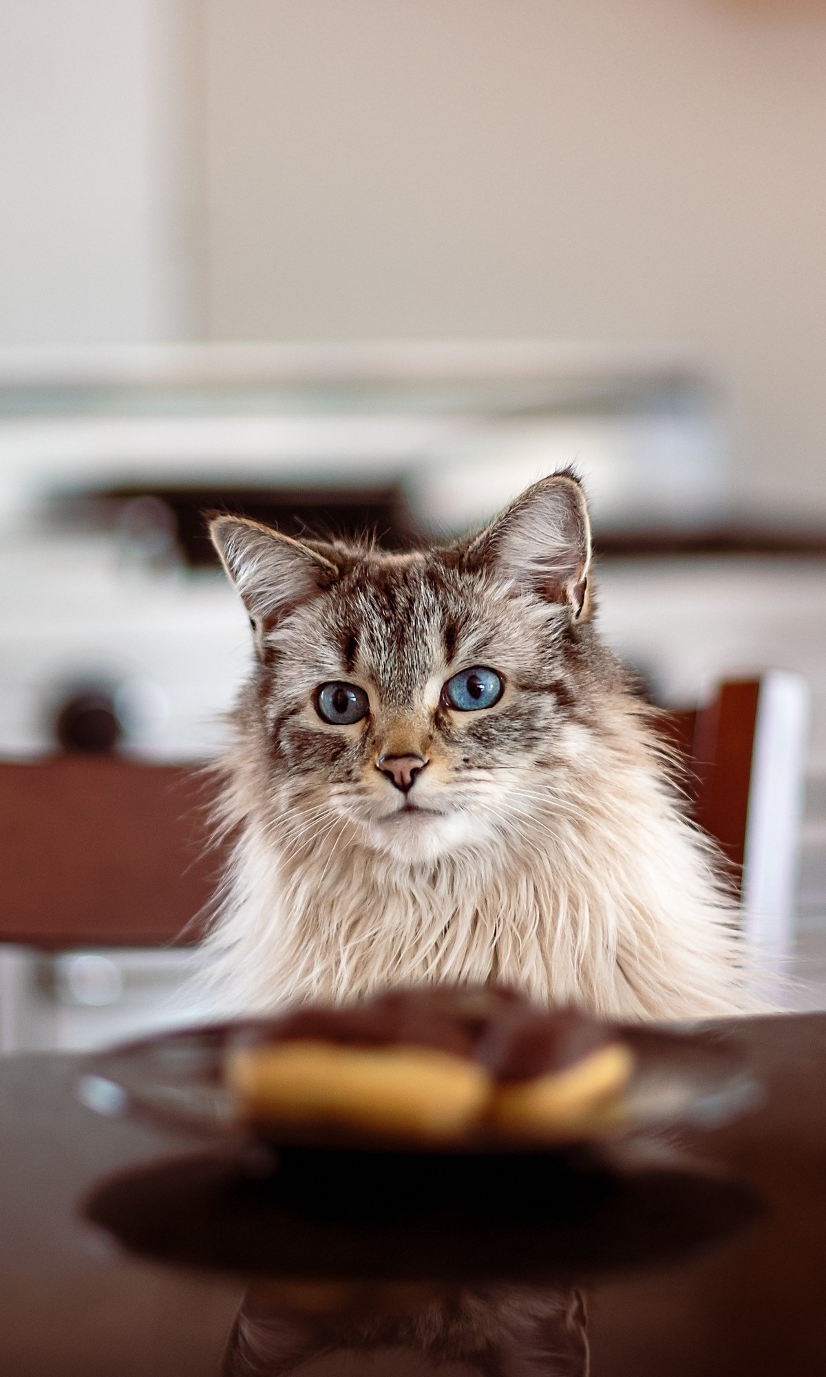 Phone wallpaper of a fluffy tabby cat with blue eyes sitting at a table, gazing into the camera.