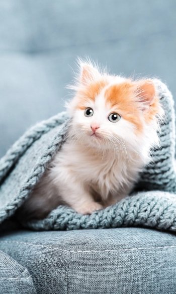 baby animal kitten Animal cat Phone Wallpaper