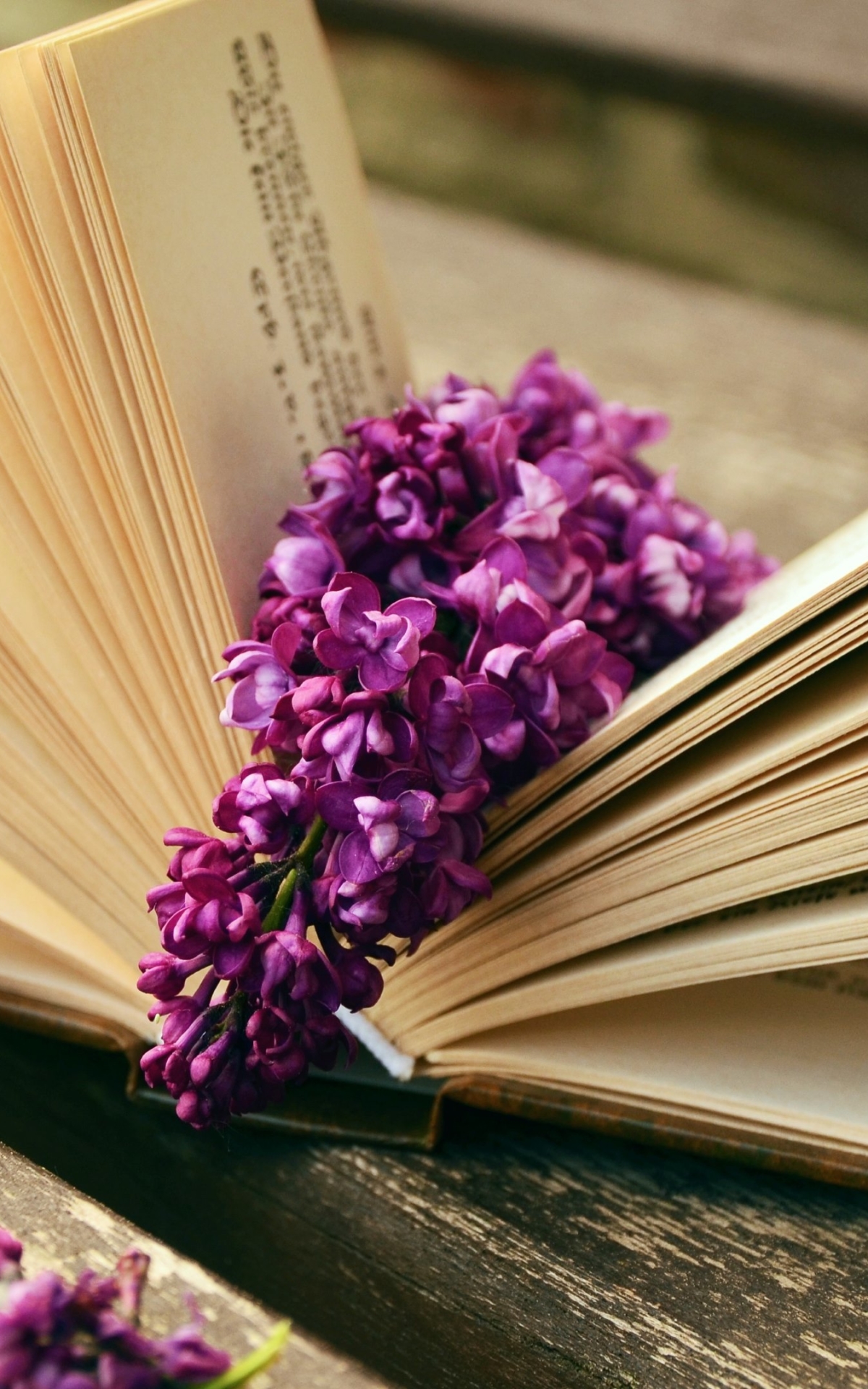Lilac flowers and a good book by congerdesign