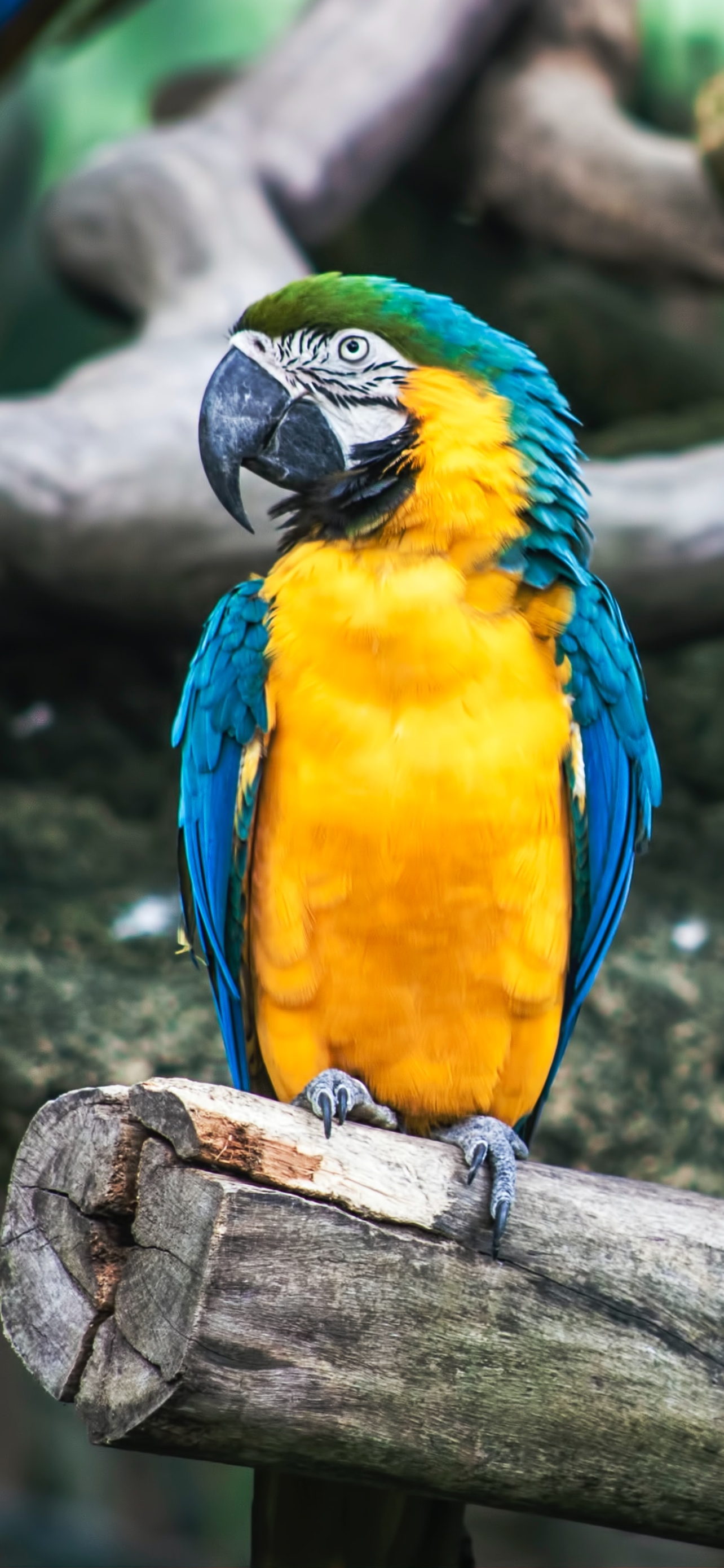 Blue-and-yellow Macaw (ara ararauna) by Sid Balachandran