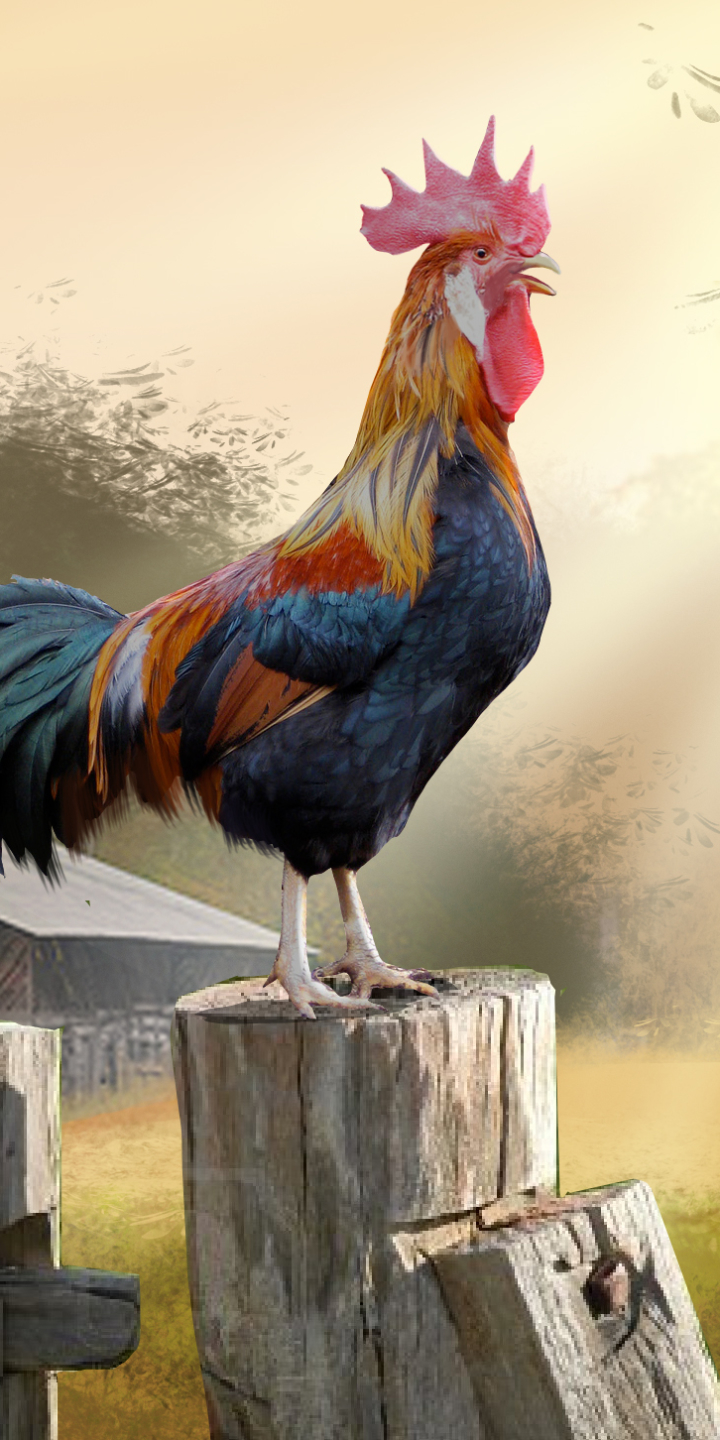 Big Rooster Wallpapers Desktop Background