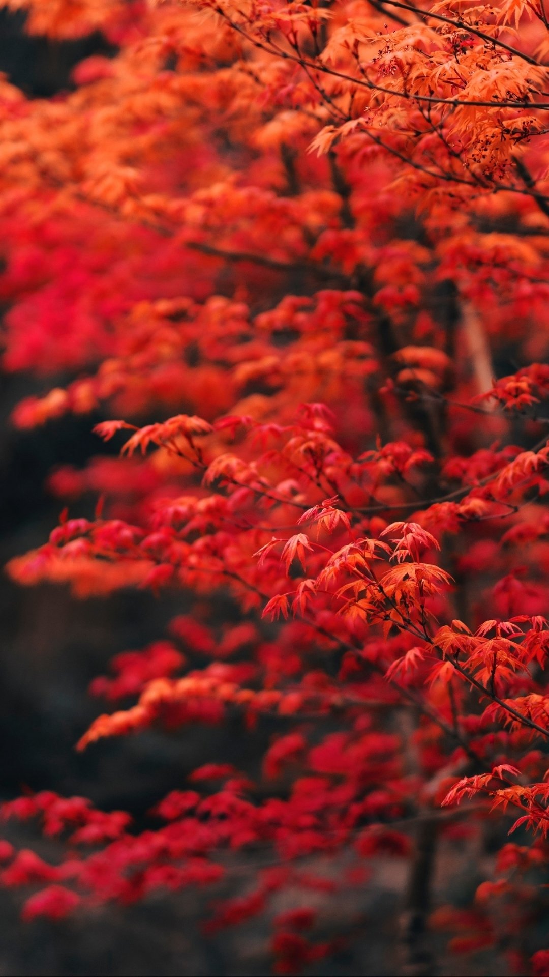 Phone wallpaper showing nature in fall: vertical close-up of vibrant red and orange maple leaves filling the frame with a soft, blurred background.