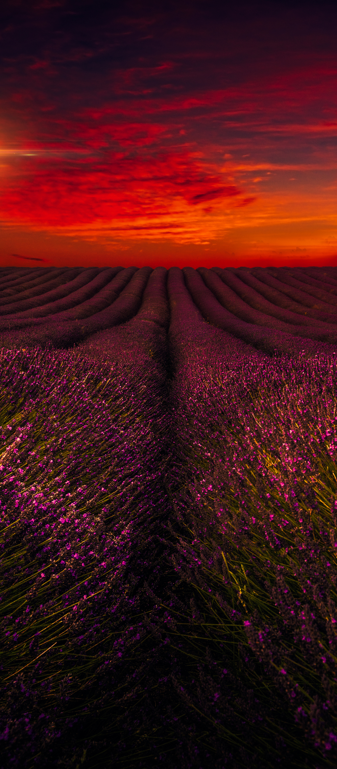 Dark Sunset over Lighthouse and Lavender Field
