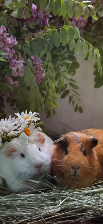 couple rodent Animal guinea pig Phone Wallpaper