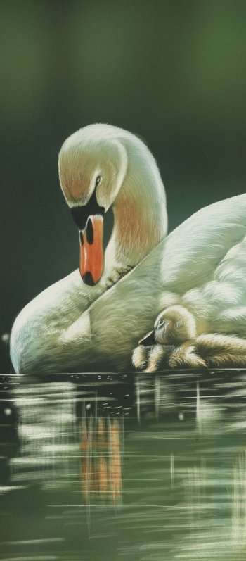  Swan and Cygnet by Shone Chacko
