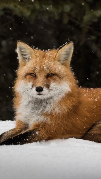  Red Fox in the Snow