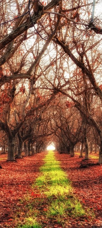  Path in Autumn Forest