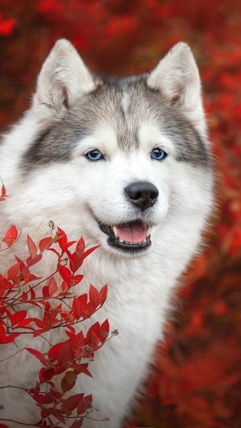 dog Animal husky Phone Wallpaper