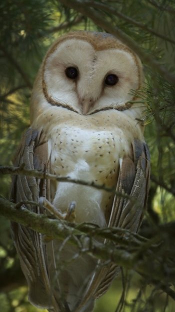 bird owl Animal barn owl Phone Wallpaper