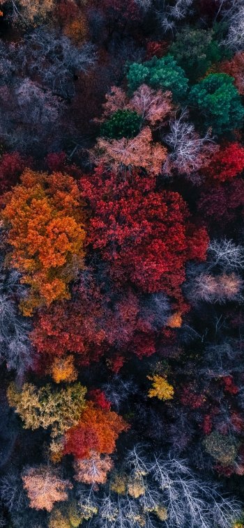 forest photography aerial Phone Wallpaper