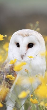 30+ Barn owl Phone Wallpapers - Mobile Abyss