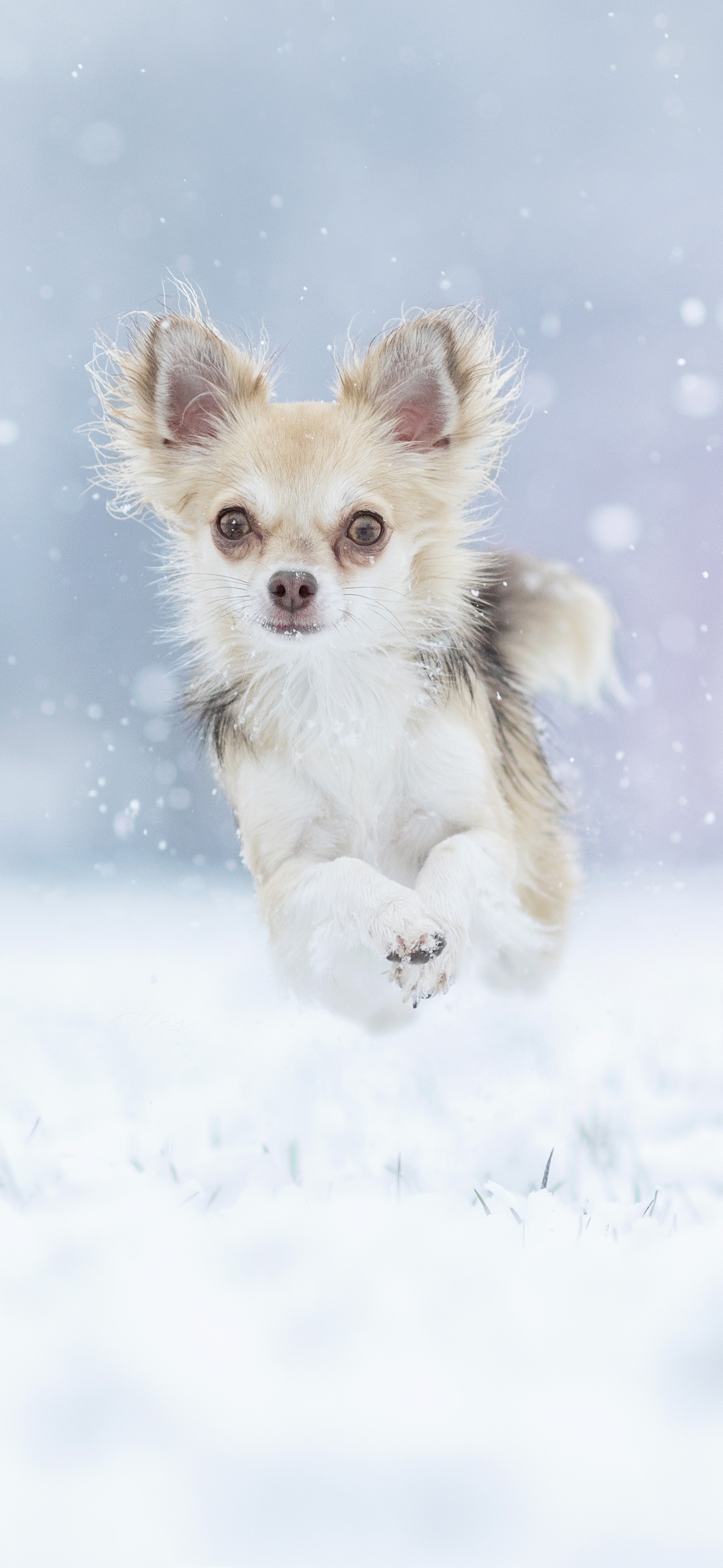 Chihuahua Running in Snowstorm